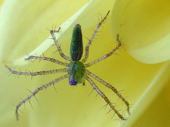 green spider, close-up, animal, insect
