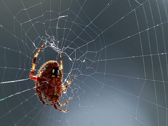 laba-laba, bug, spiderwebs