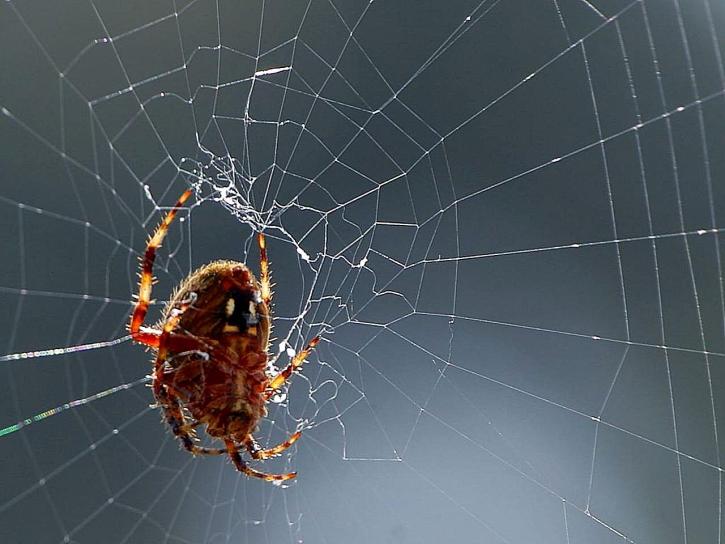 arañas, insectos, telas de araña