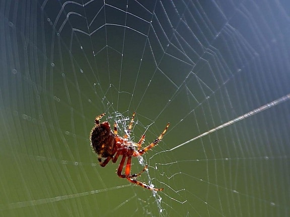 spider, spider web close-up