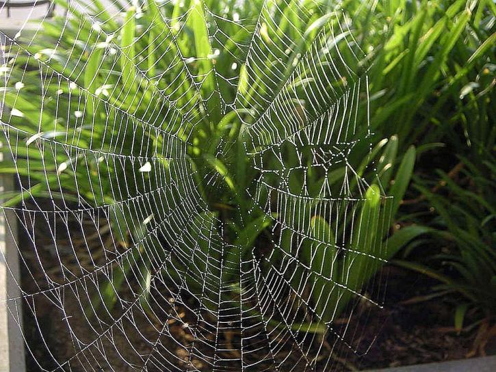 Spiderweb, pokryte, rosy, rano