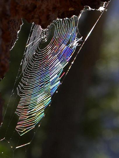 spiderwebs, raindow light
