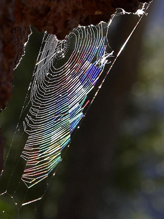 spiderwebs, raindow світла