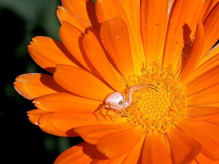 hvit edderkopp, oransje blomst