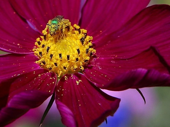 แปลก grren, bug ดอกไม้