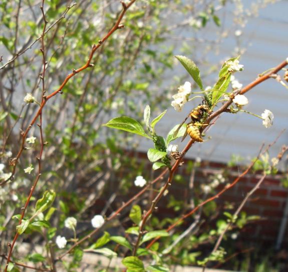 gul jakke bladlus, blomstrende, hvit, bush