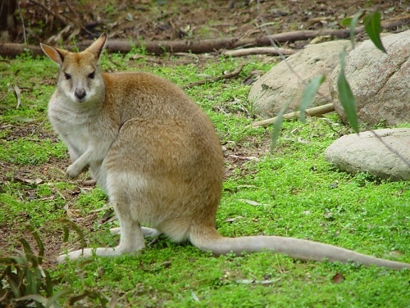 kangaroo, animal