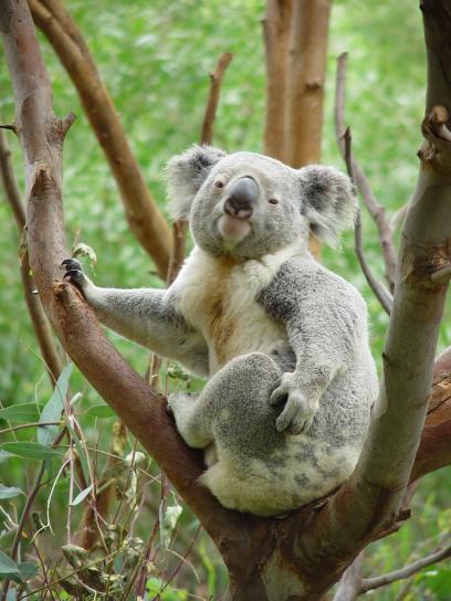 koala, animal, árbol