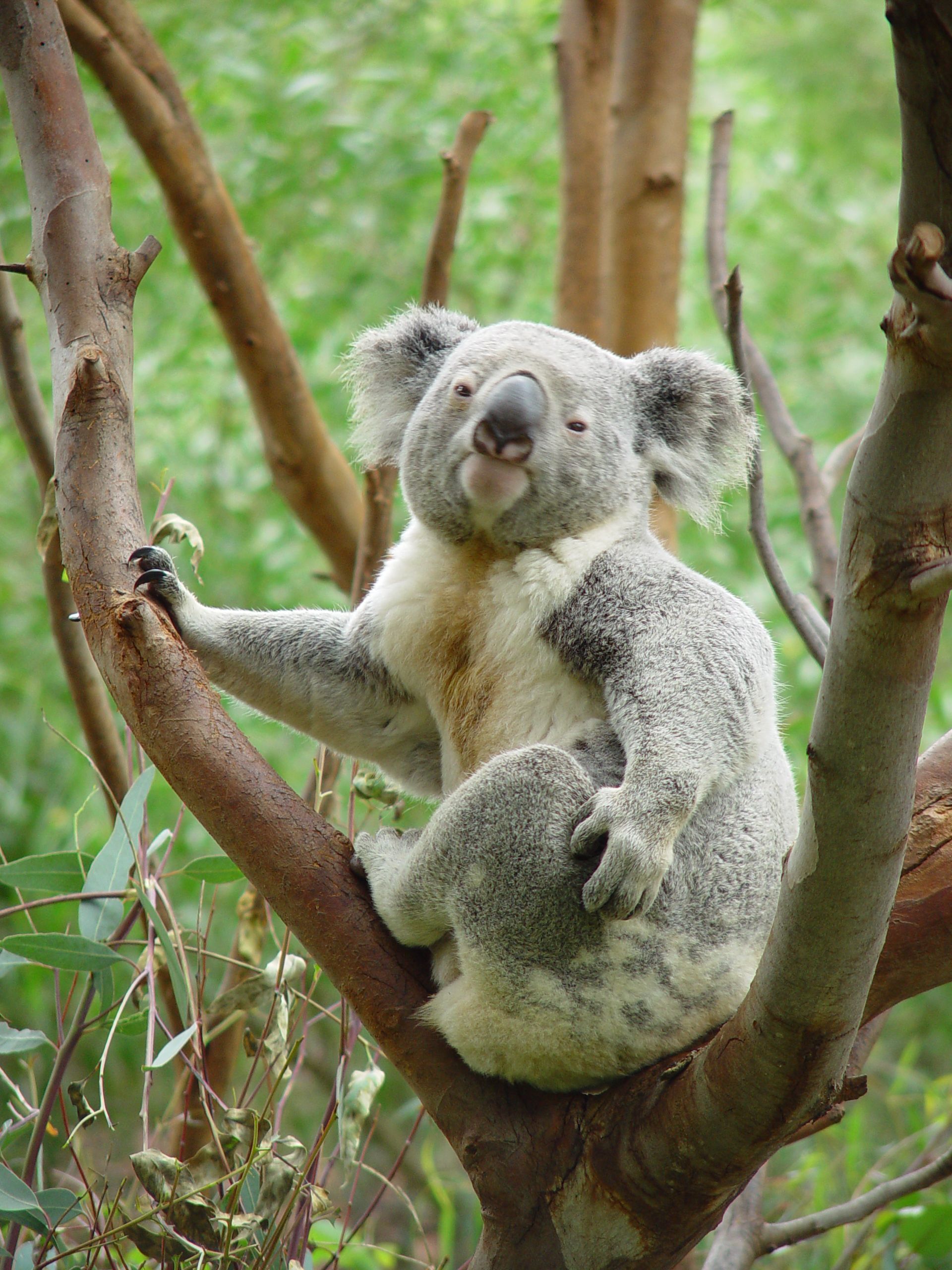 Зверек живущий на деревьях. Сумчатые животные коала. Коала в Австралии. Мишка коала. Серая коала.