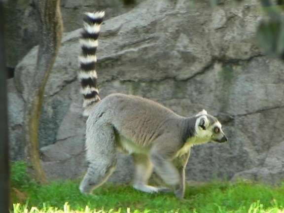 Lemur, pohyb