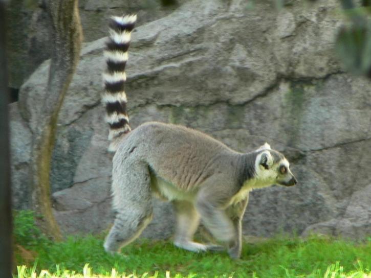 Lemur, Bewegung