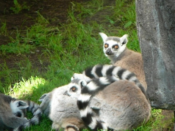 Lemuři, lemur, rámci