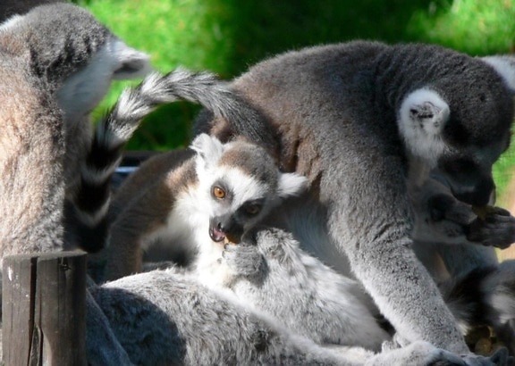 lemurs, Madagascar