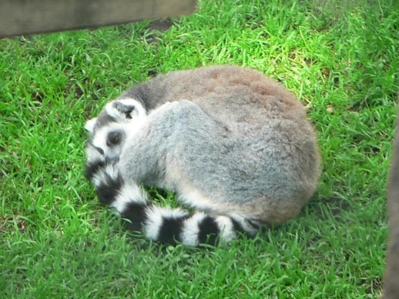 sleeping, lemur, grass