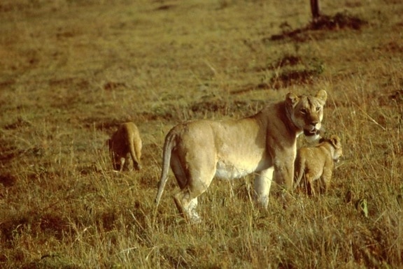 Africano, femininas, filhotes de leão,