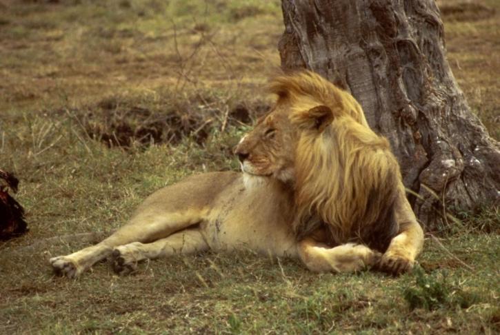 フリー写真画像 アフリカのライオン