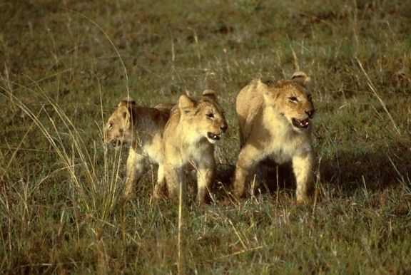 Afrička, lavovi