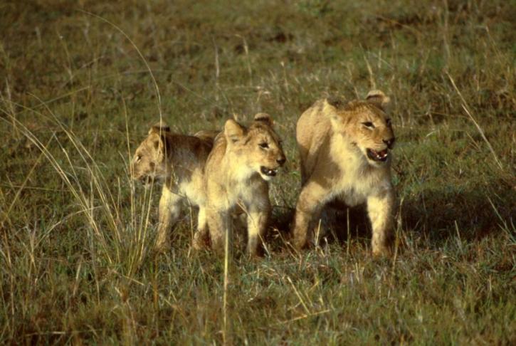 Afrikanske, lions