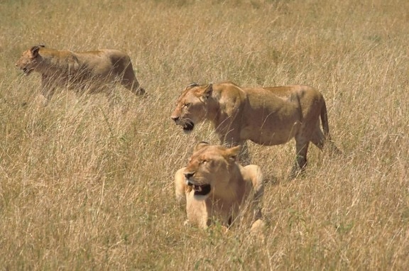 Africaine, lions, chasse