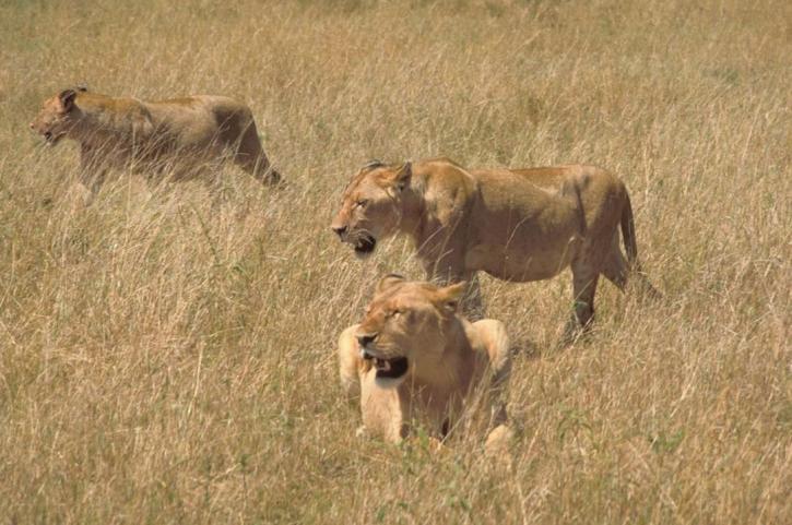 Afrikaanse, leeuwen, jacht