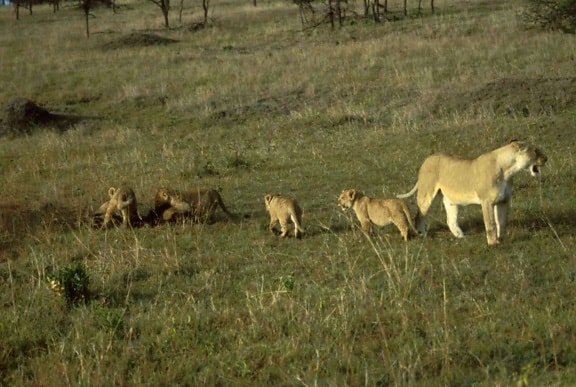 nữ, sư tử, cubs, động vật có vú