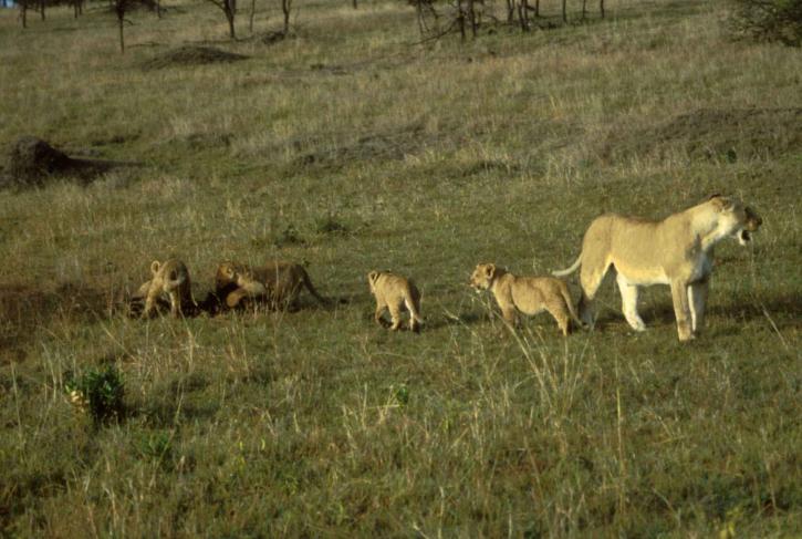 female, lion, cubs, mammals
