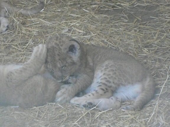 λιοντάρι, cub