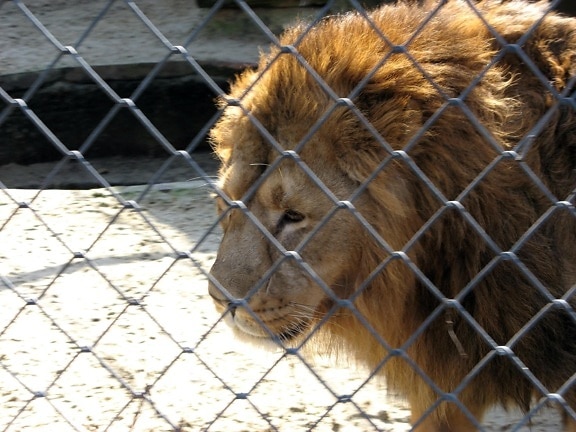 Løven, mann, zoo, park