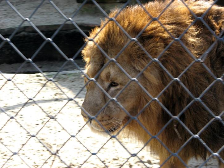 Løven, mann, zoo, park
