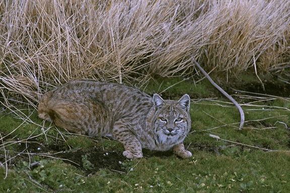 Bobcat, krøb sammen ved siden af, tørrede, vegetation