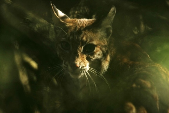 bobcat, dark, plants, lynx, rufus