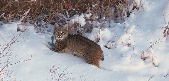 bobcat, snow