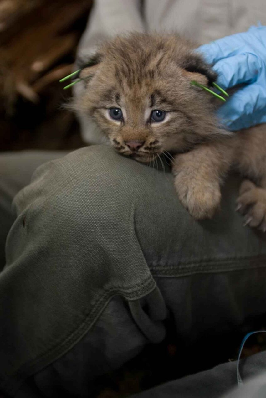 Free picture: Canada, lynx, kitten