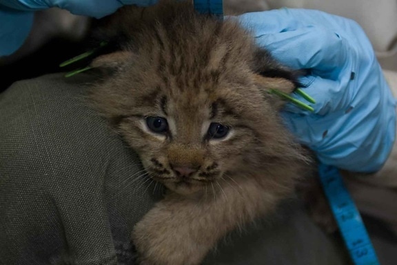Канада, lynx, кошеня, вимірюється, біолог