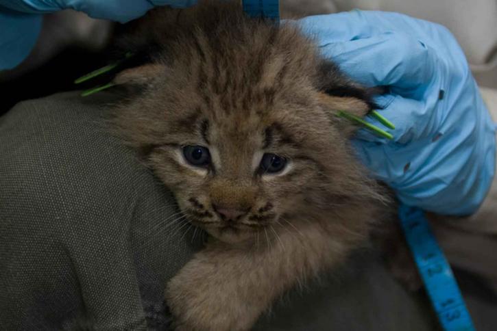 Canada, lynx, kitten, measured, biologist