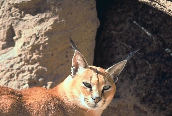 caracal, chat