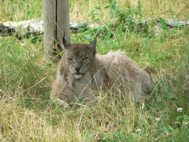 Lynx, bobcat