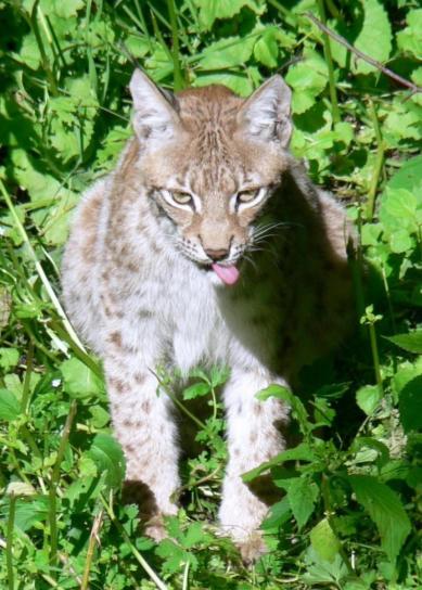 Lynx canadensis