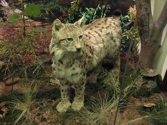 lince, museo