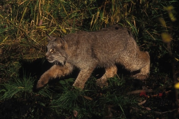 Lynx, переслідування, полюють