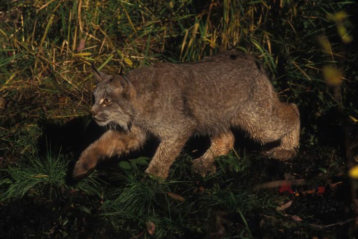 Lynx, membuntuti, mangsa