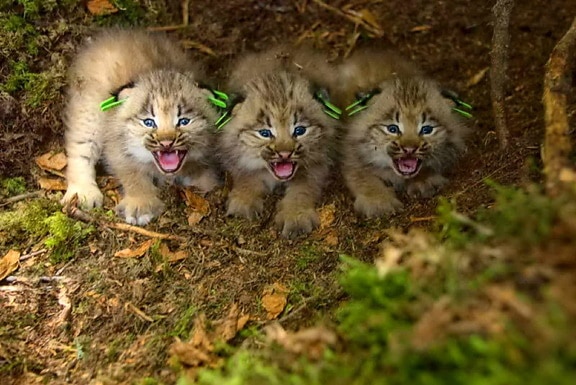 three, eartagged, Canada, lynx, kittens, lynx, canadesis