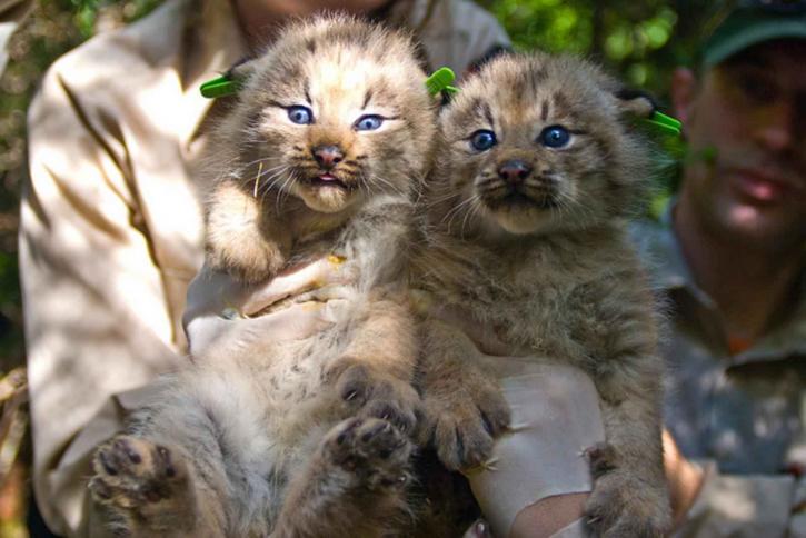 two, cute, Canada, lynx, kittens