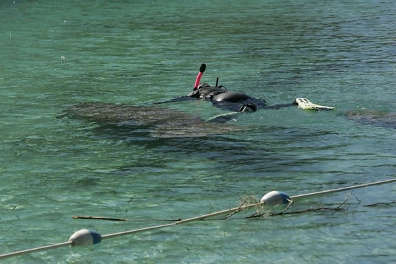 snorkeler плува, Флорида, Манатий