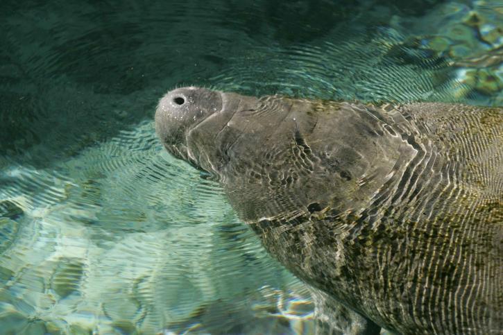Manatee, dyr, up-close, hoved