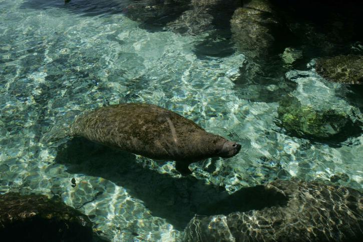 Manatee tengeri emlős állat, trópusi, víz
