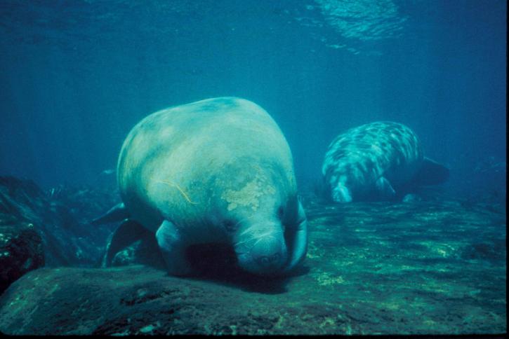 Ламантин, морских млекопитающих, под водой