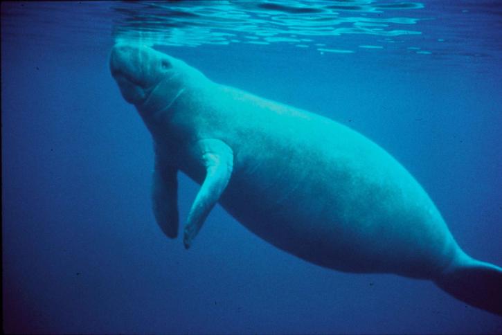 海洋哺乳动物, 动物, 海牛, 浮出水面, 呼吸