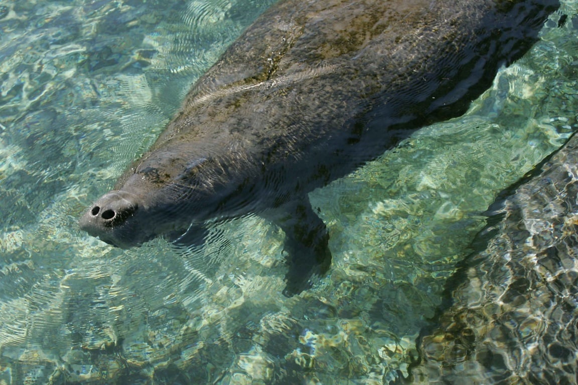 Free Picture: Trichechus Manatus Latirostris, Florida, Manatee