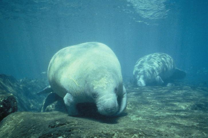 two, west, Indian, manatee, trichechus, manatus, foraging, food